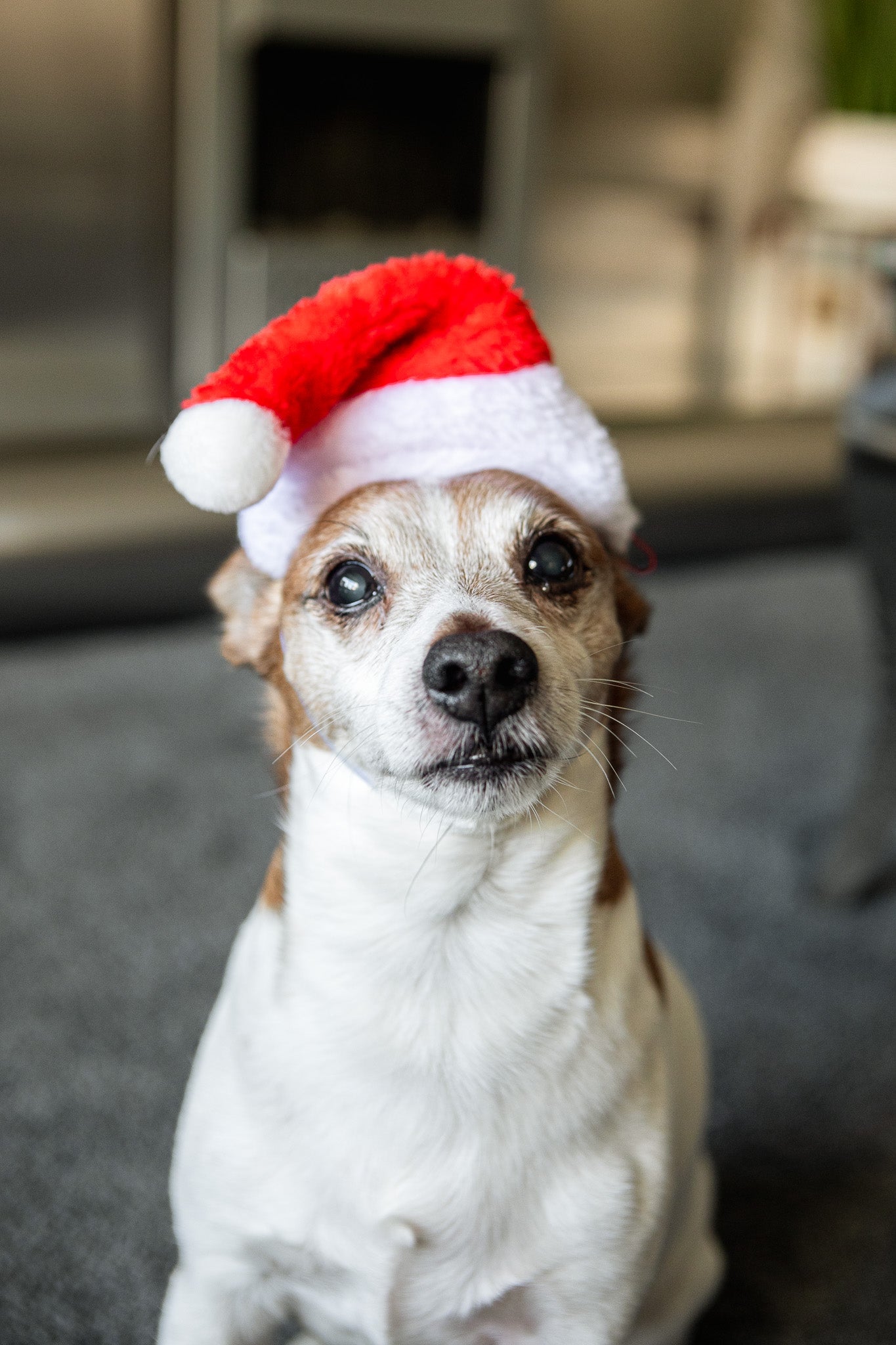 Christmas hats for your pooch